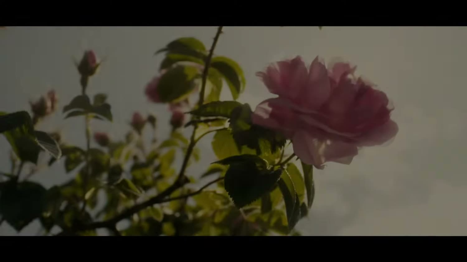La rose anglaise, matière fétiche de la maison