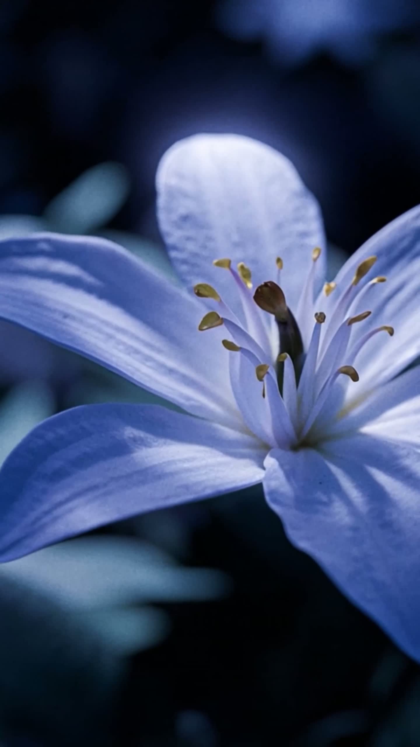 La fleur en majesté, dans un film de la maison