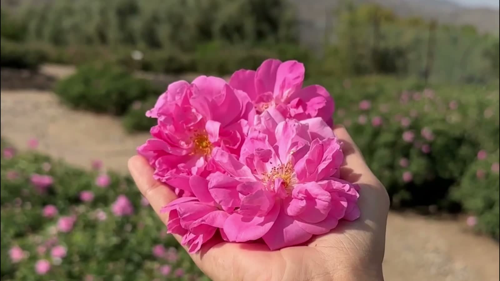 La rose de Damas, cueillie à la main